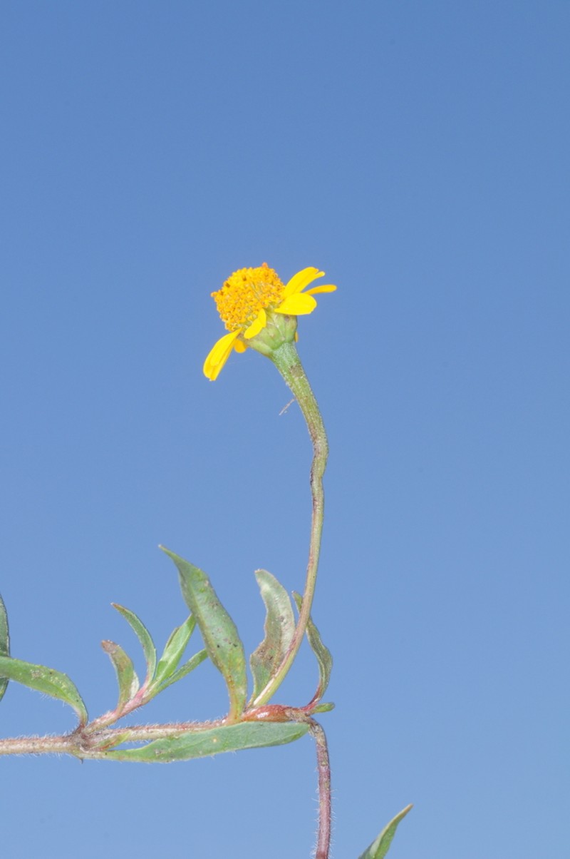 Creeping Spotflower photo 5