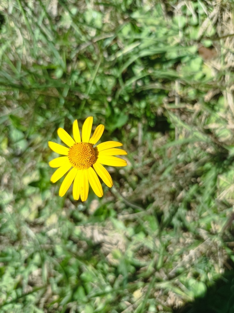 Creeping Spotflower photo 6