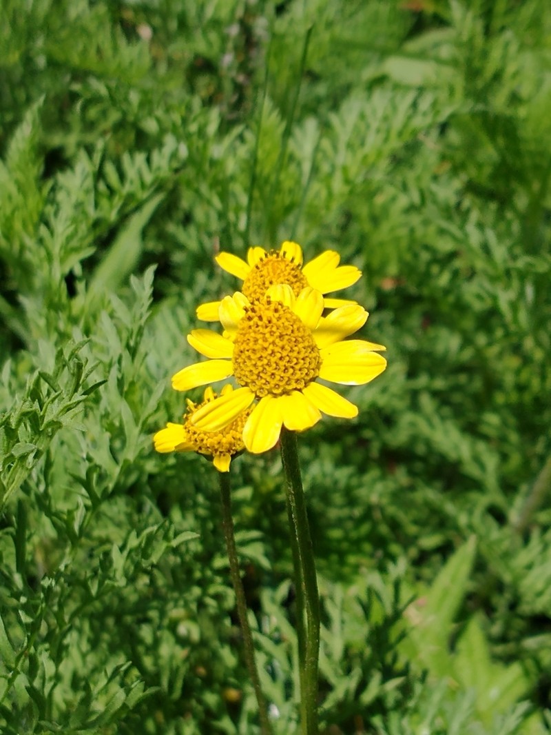 Creeping Spotflower photo 7