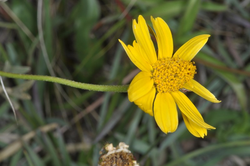 Acmella decumbens var. affinis
