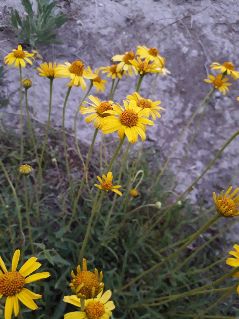 Acmella decumbens var. affinis photo 2