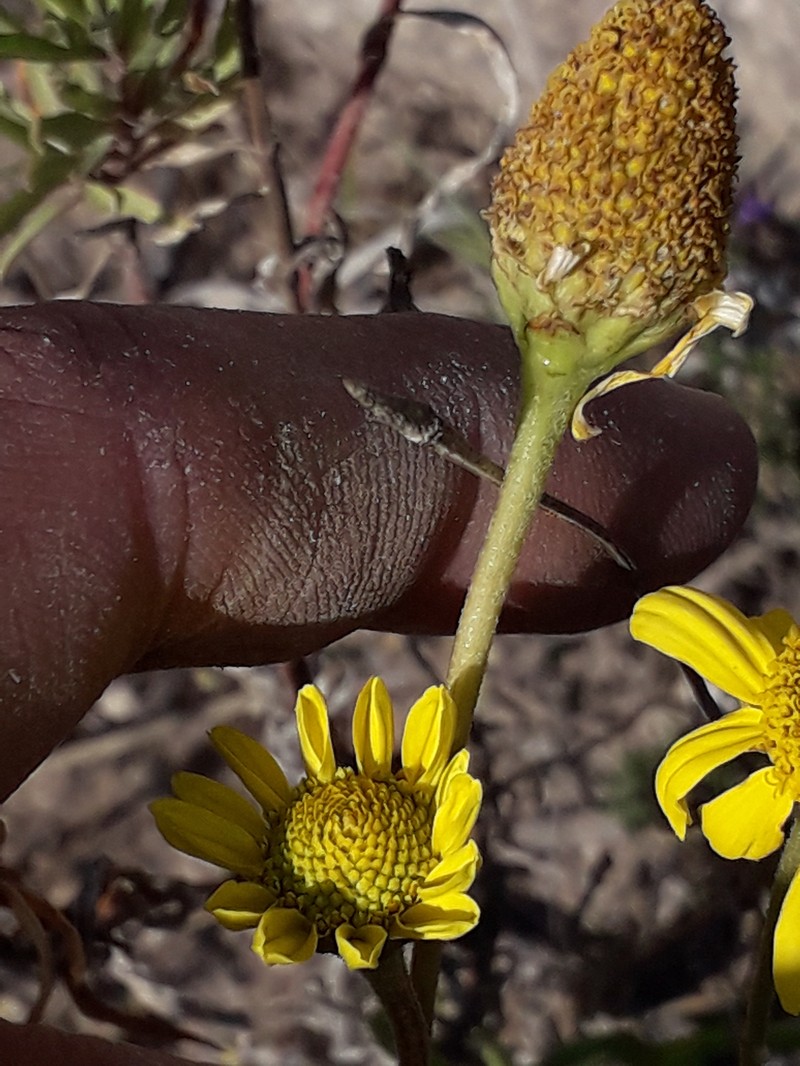 Acmella decumbens var. affinis photo 3