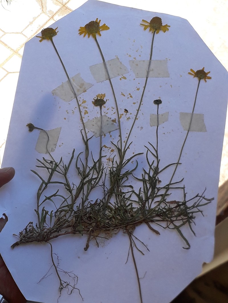 Acmella decumbens var. affinis photo 4