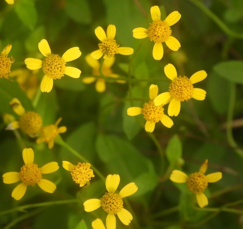 Acmella filipes photo 2
