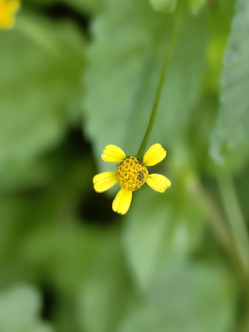 Acmella filipes photo 4