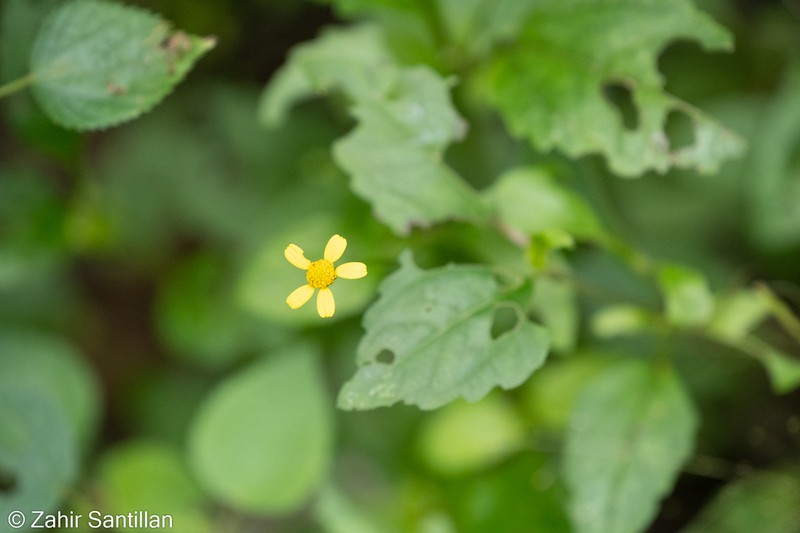 Acmella filipes photo 5