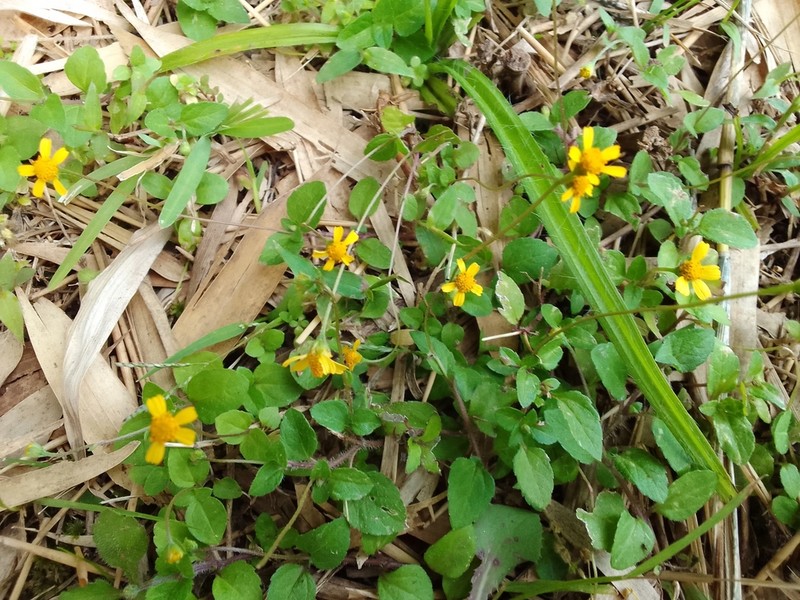 Acmella filipes photo 6