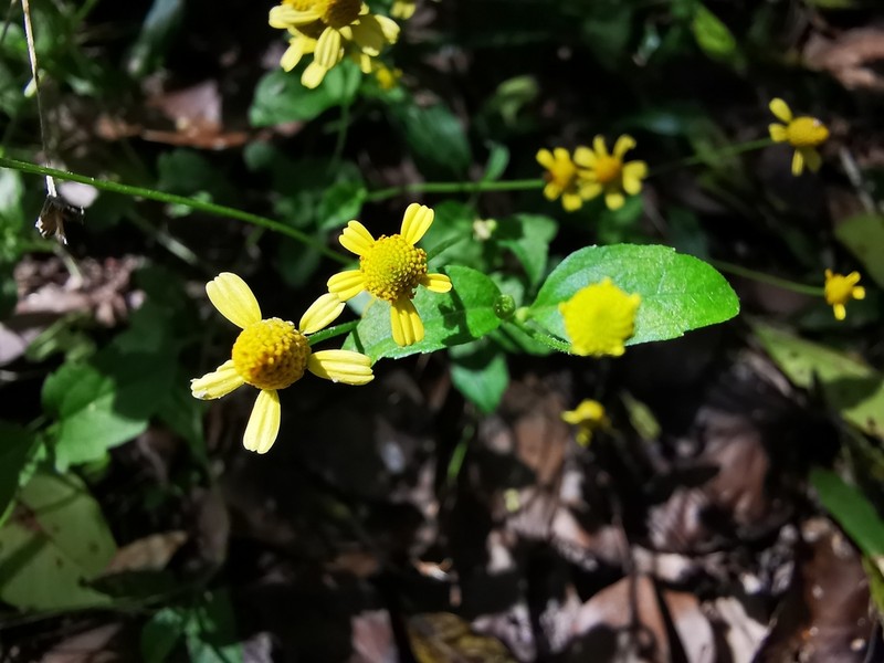 Acmella filipes photo 7