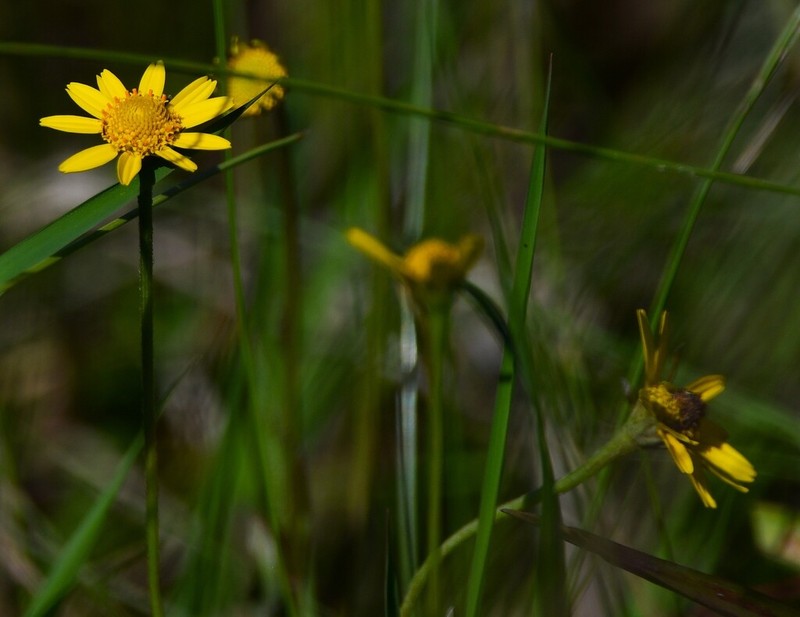 Acmella glaberrima