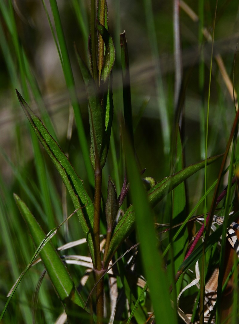 Acmella glaberrima photo 3