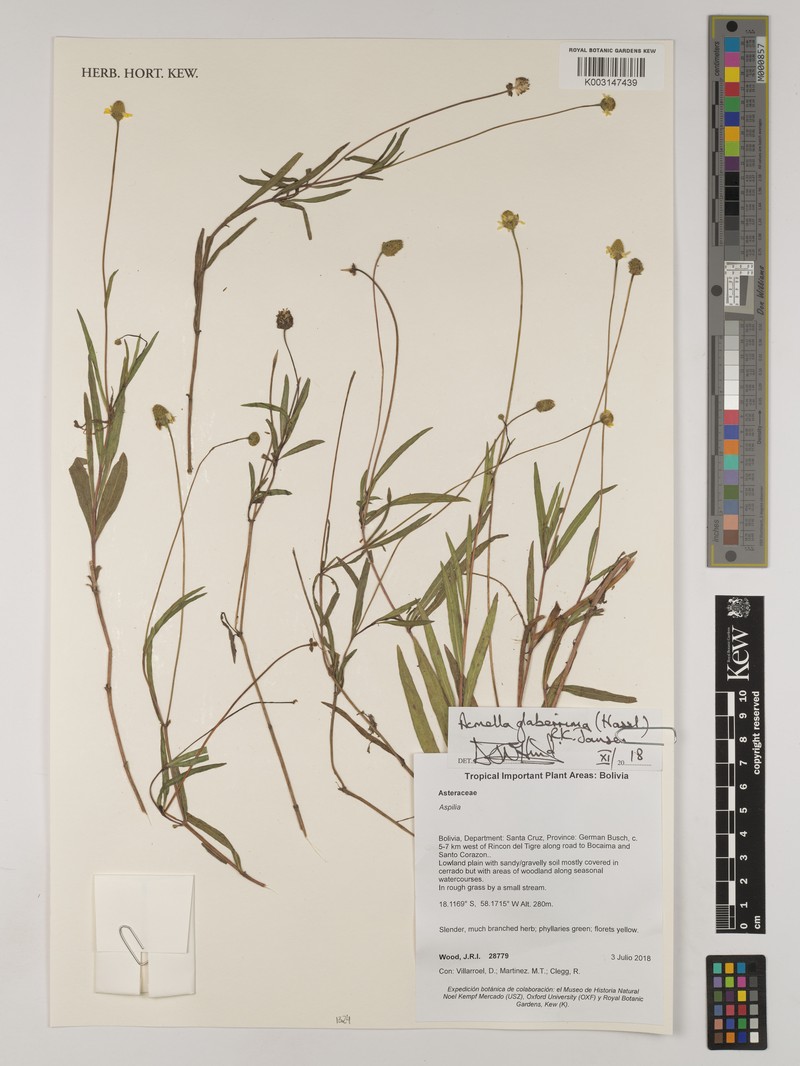Acmella glaberrima photo 5