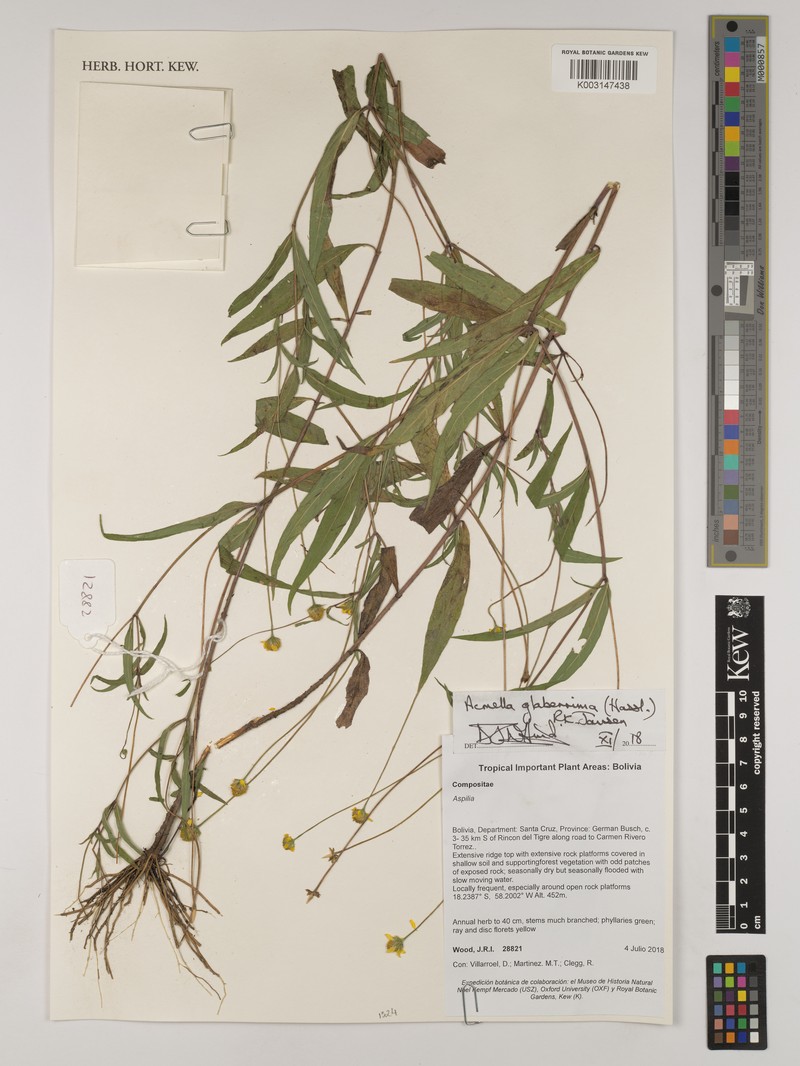 Acmella glaberrima photo 6