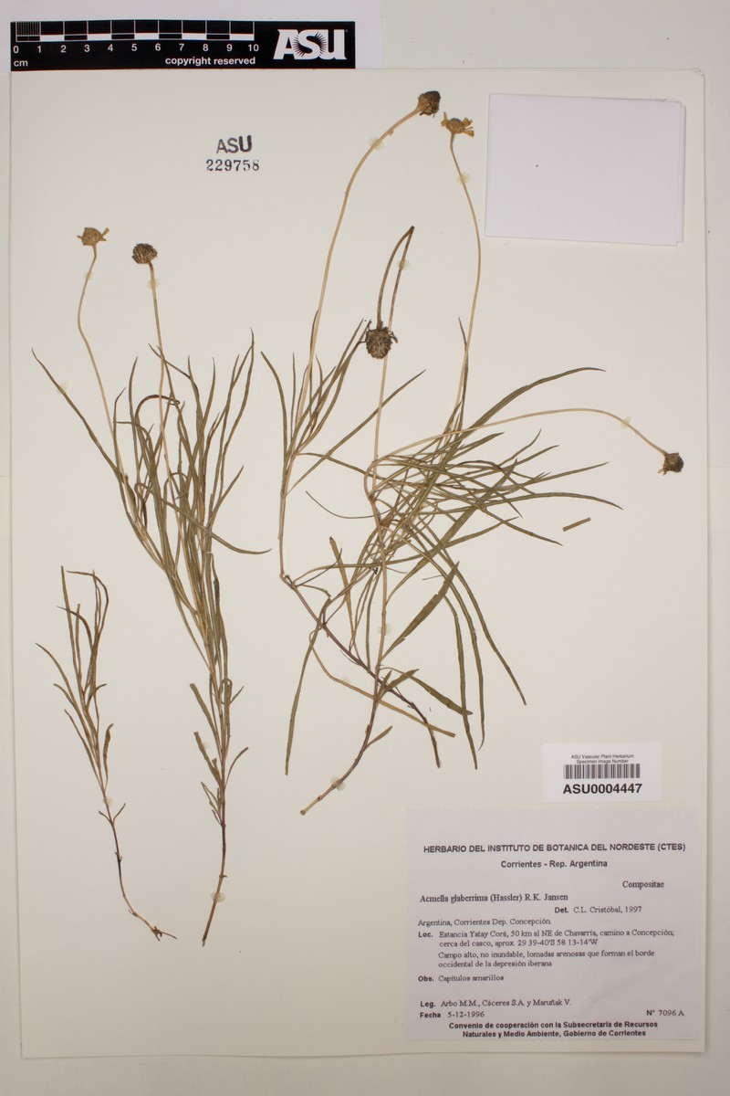 Acmella glaberrima photo 8