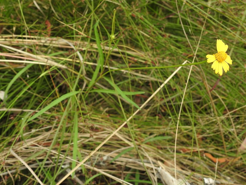 Acmella grandiflora