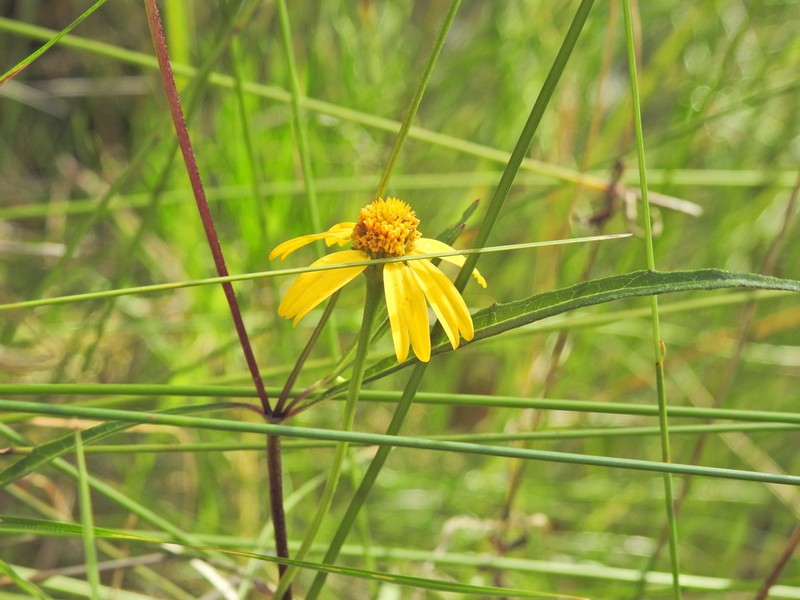 Acmella grandiflora photo 2