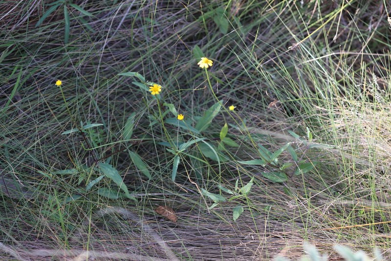Acmella grandiflora photo 3