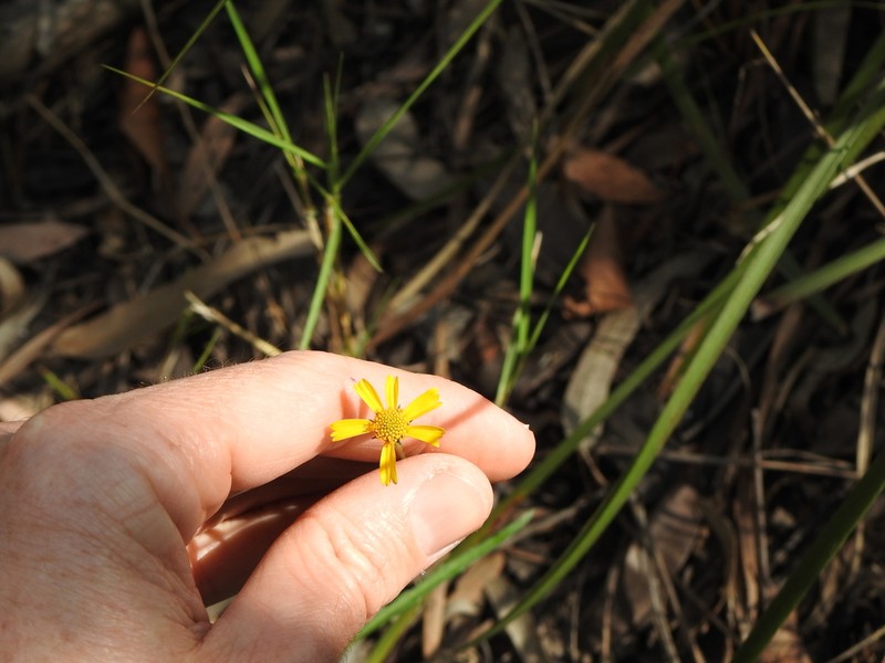 Acmella grandiflora photo 4