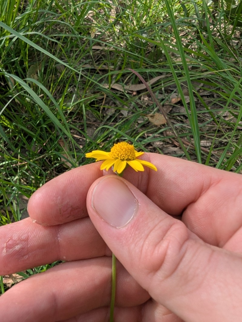 Acmella grandiflora photo 5