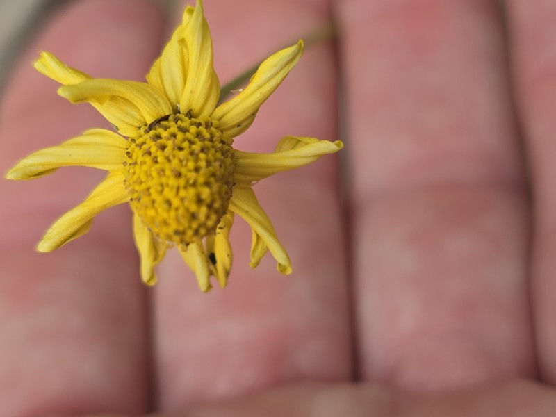 Acmella grandiflora var. brachyglossa