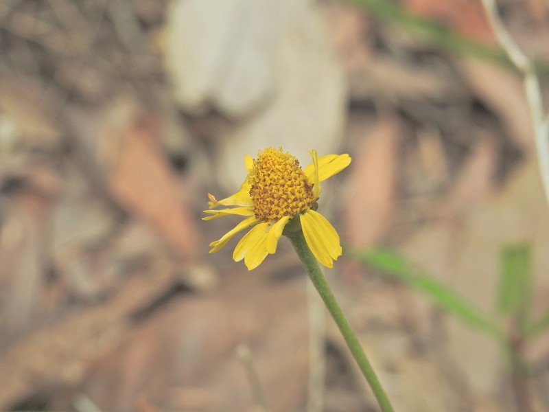 Acmella grandiflora var. brachyglossa photo 2