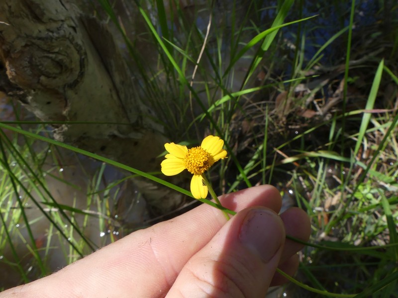 Acmella grandiflora var. brachyglossa photo 3