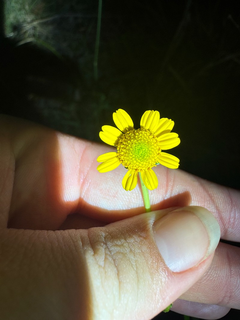 Acmella grandiflora var. brachyglossa photo 4