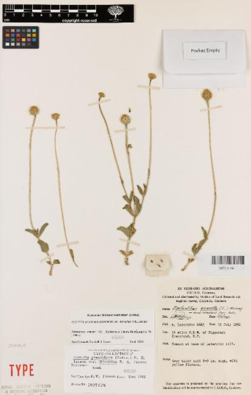 Acmella grandiflora var. discoidea