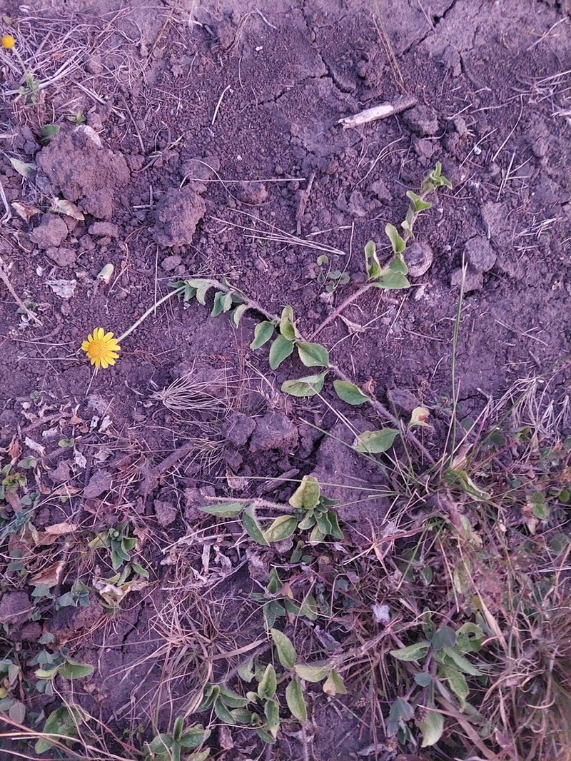 Acmella grisea photo 2