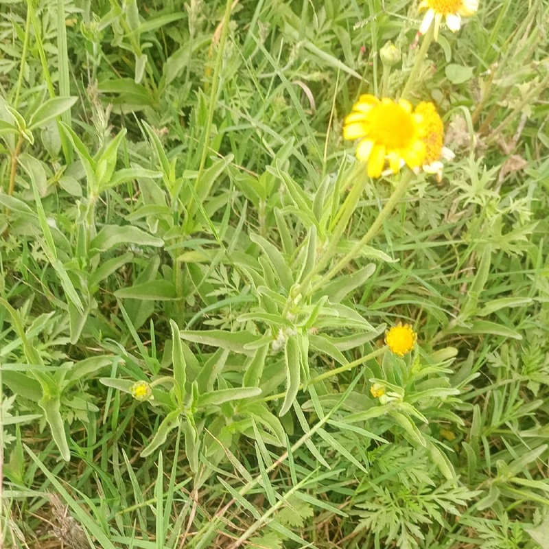 Acmella grisea photo 3