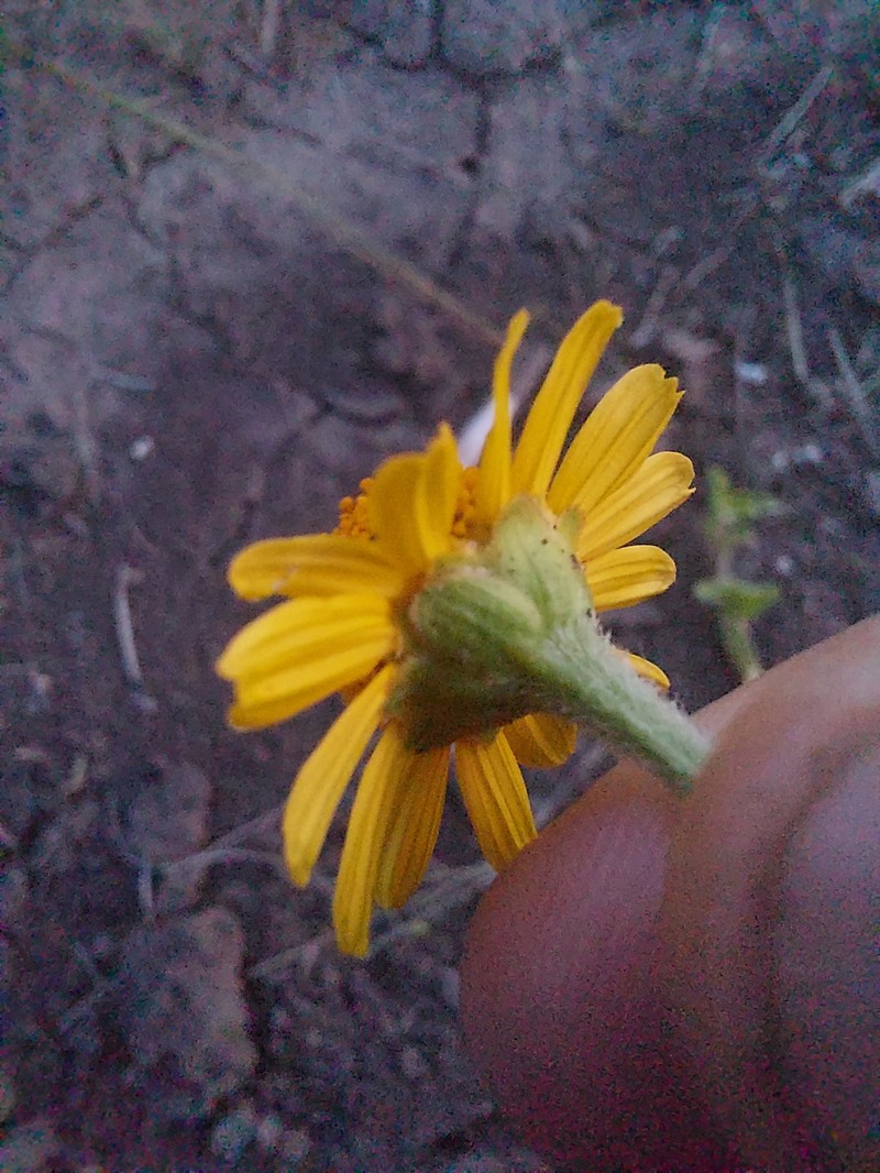 Acmella grisea photo 4