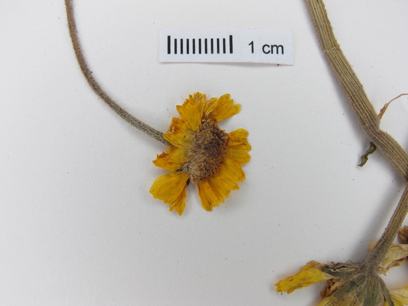Acmella grisea photo 5