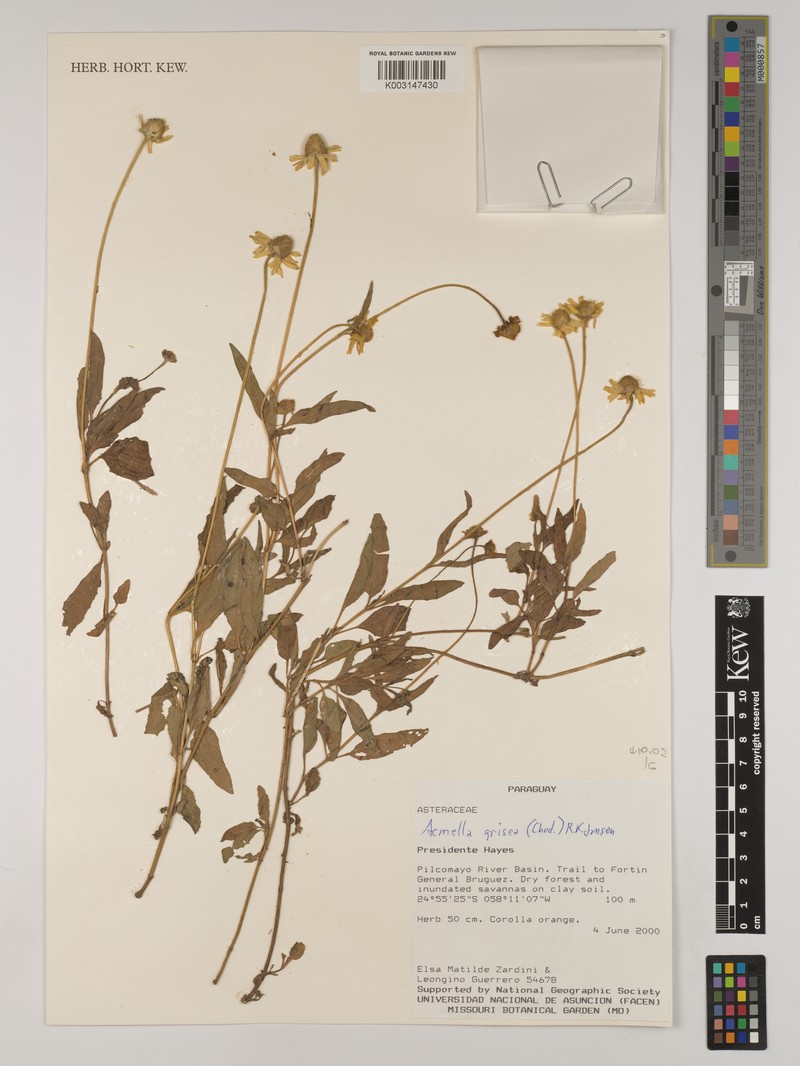 Acmella grisea photo 6