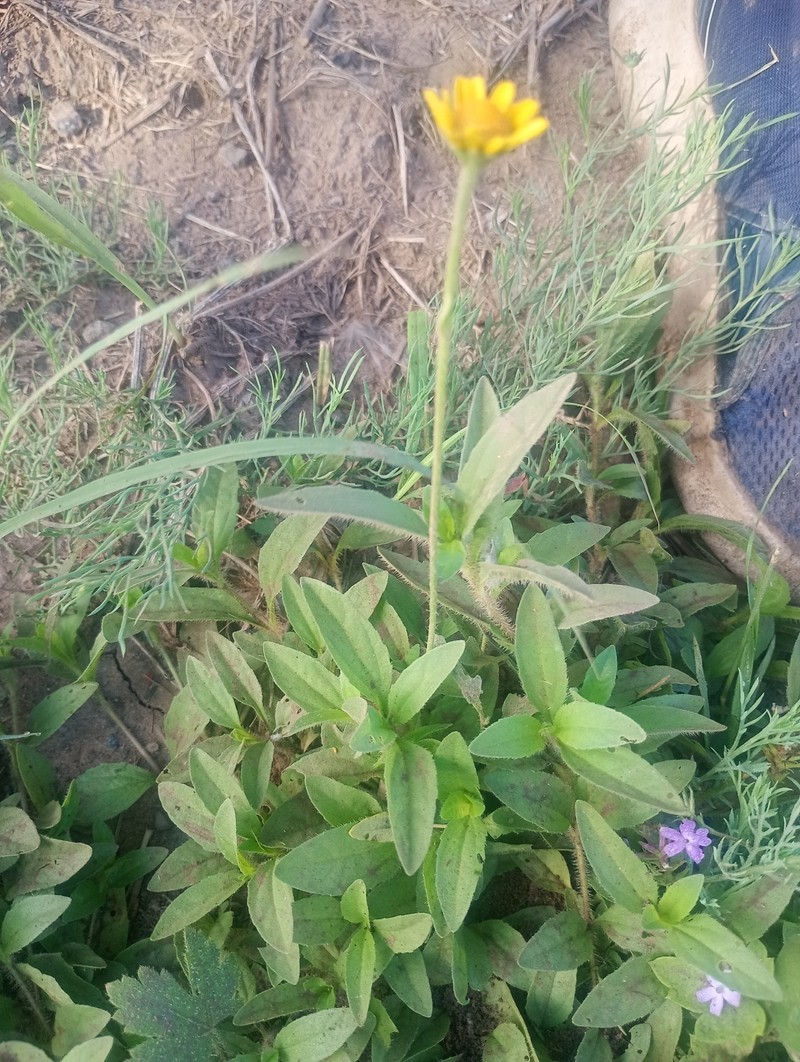 Acmella grisea photo 8