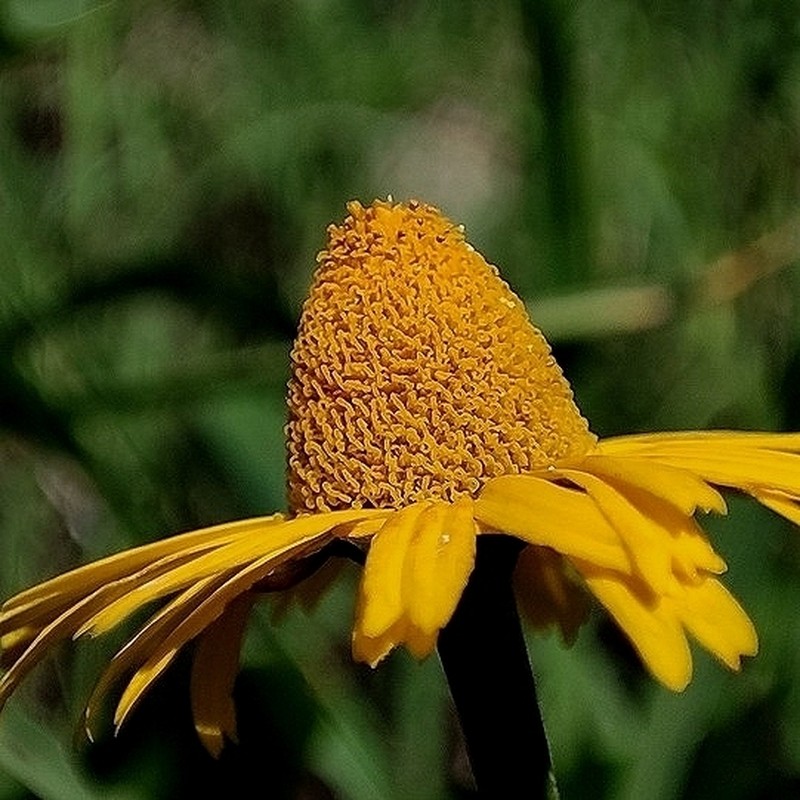 Acmella leptophylla