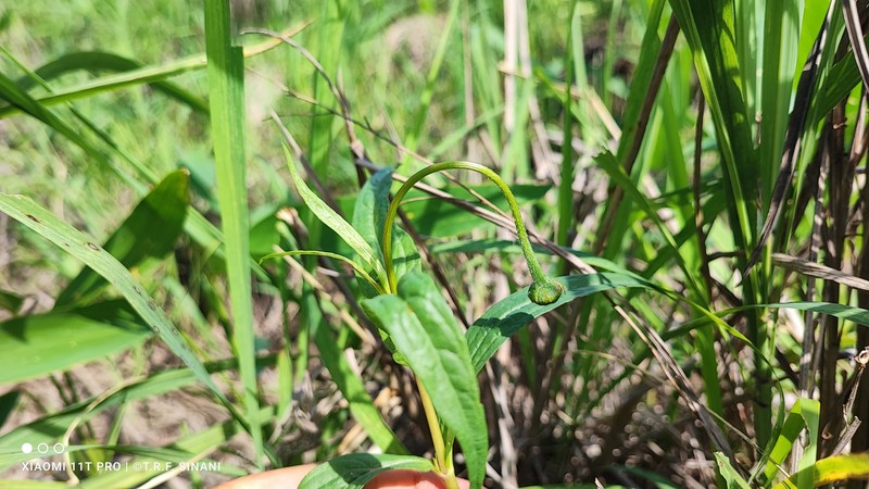 Acmella leptophylla photo 2