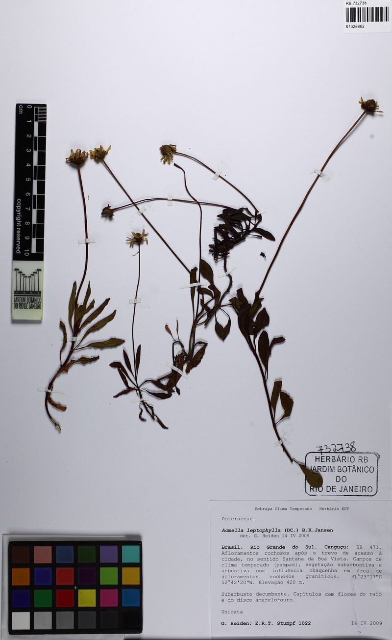 Acmella leptophylla photo 3