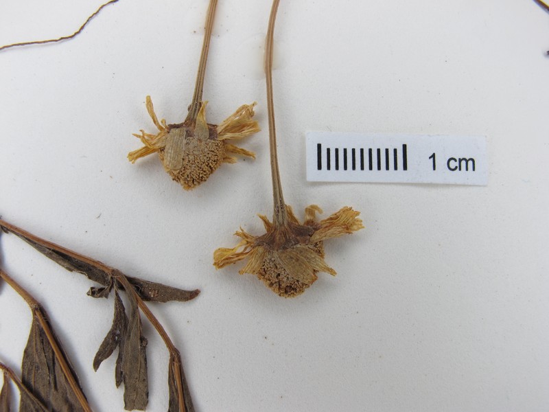 Acmella leptophylla photo 4