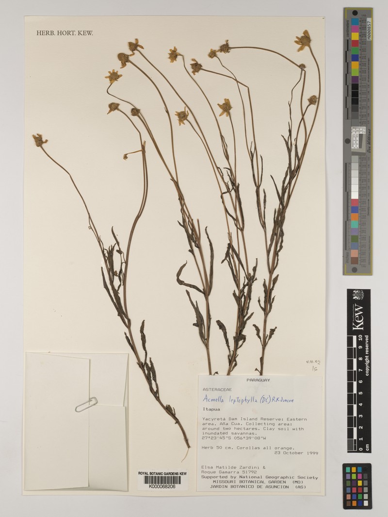 Acmella leptophylla photo 5