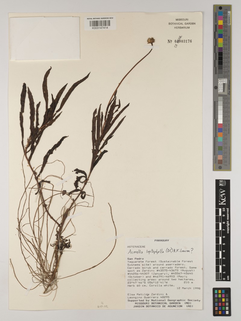 Acmella leptophylla photo 6