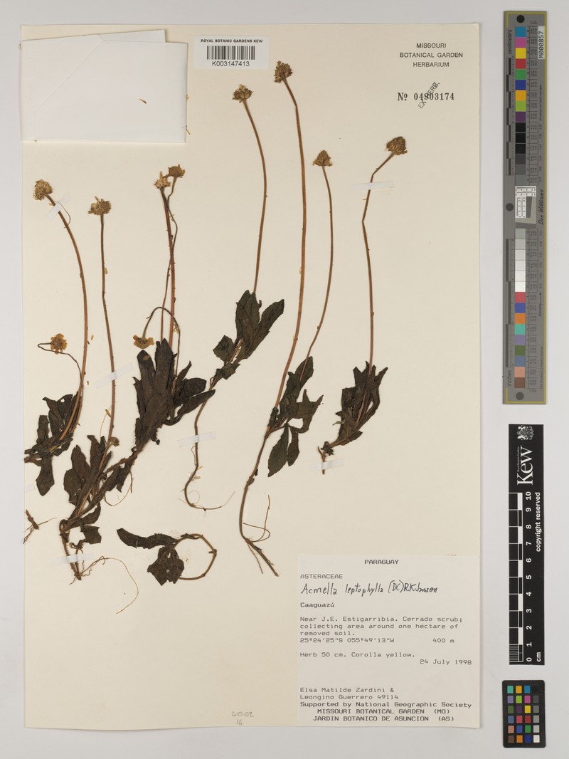 Acmella leptophylla photo 7