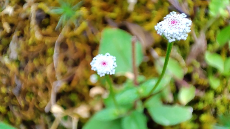 Acmella leucantha photo 2