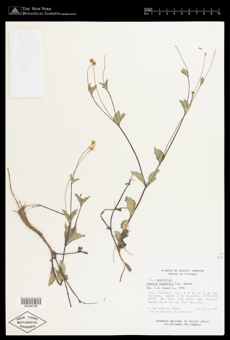 Acmella lundellii