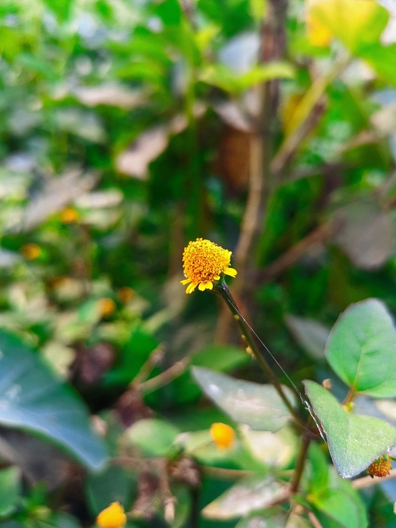 Spilanthes photo 3