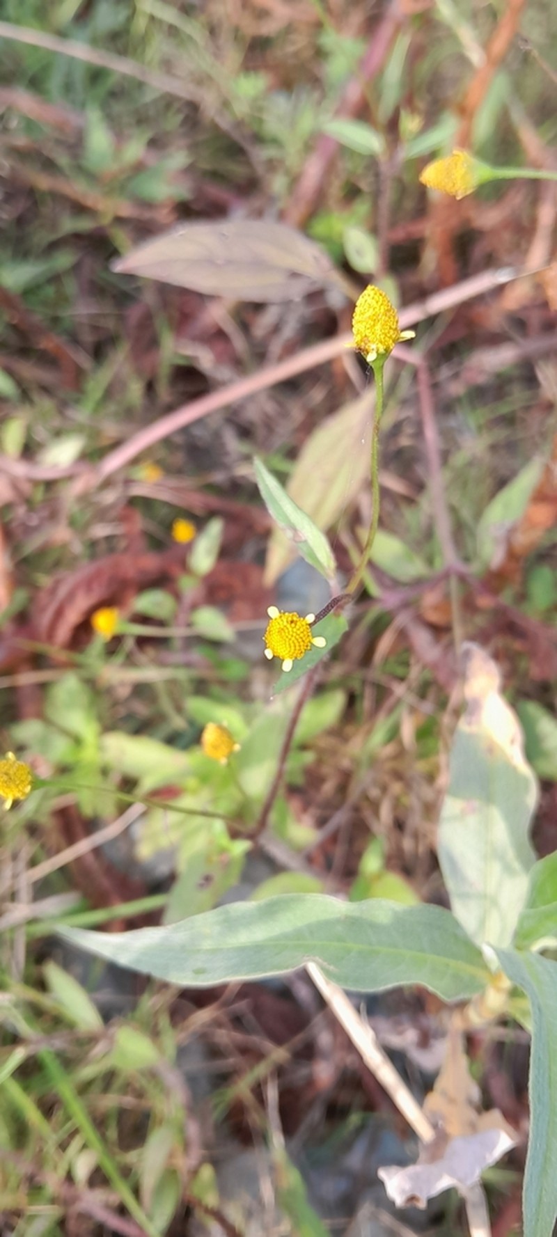 Spilanthes photo 5