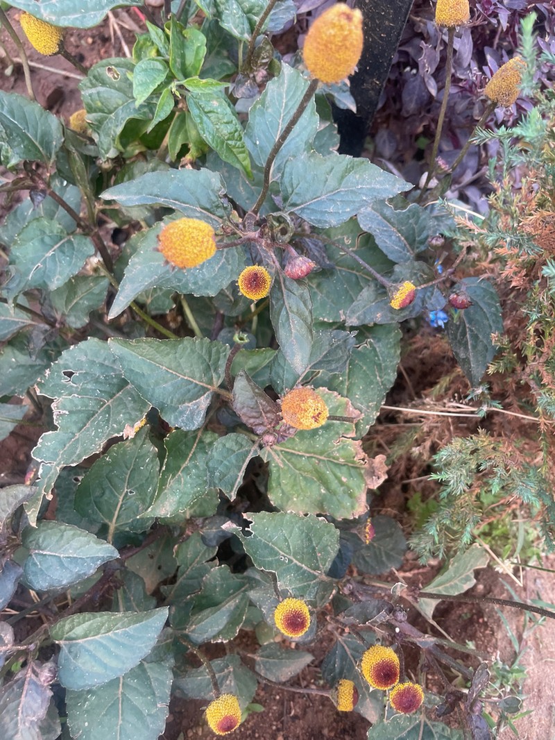 Spilanthes photo 6