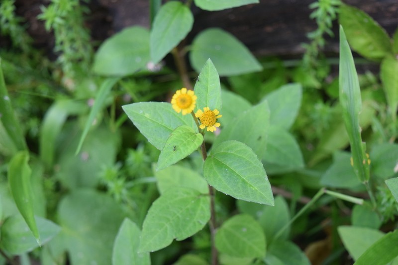 Spilanthes photo 7
