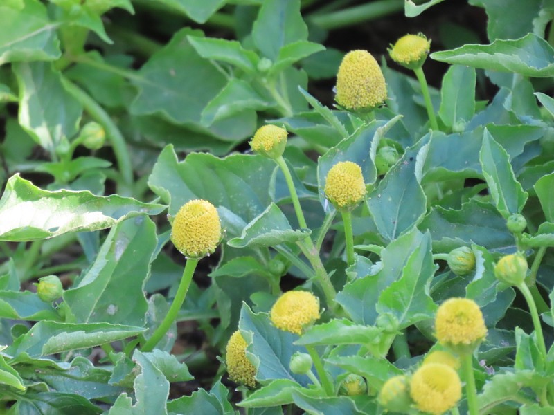 Spilanthes photo 8
