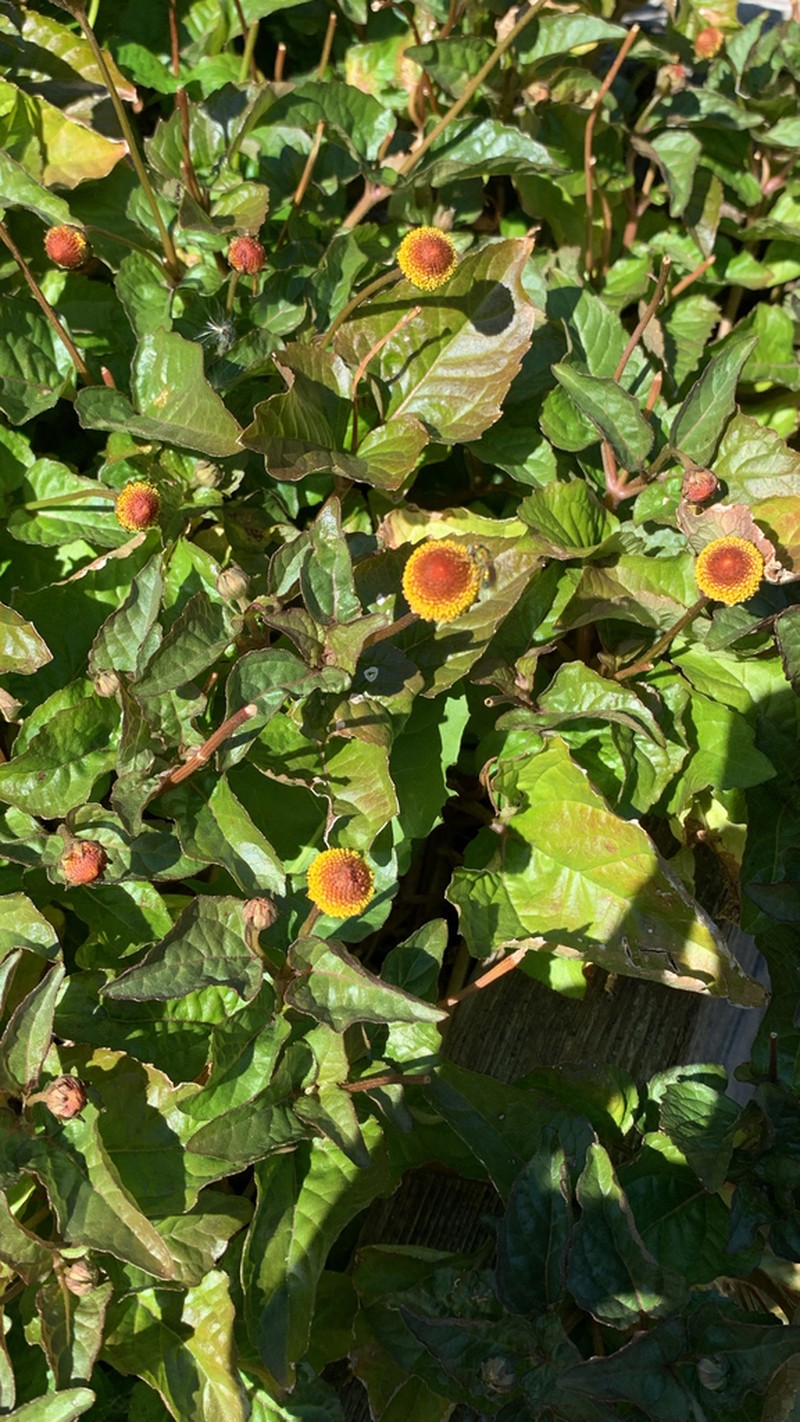 Spilanthes photo 9