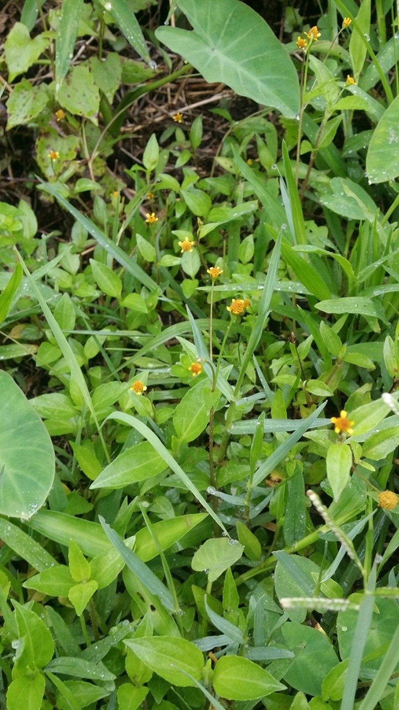Acmella paniculata