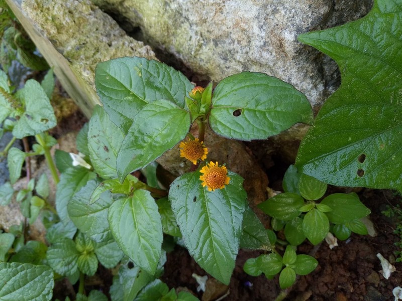 Acmella paniculata photo 2